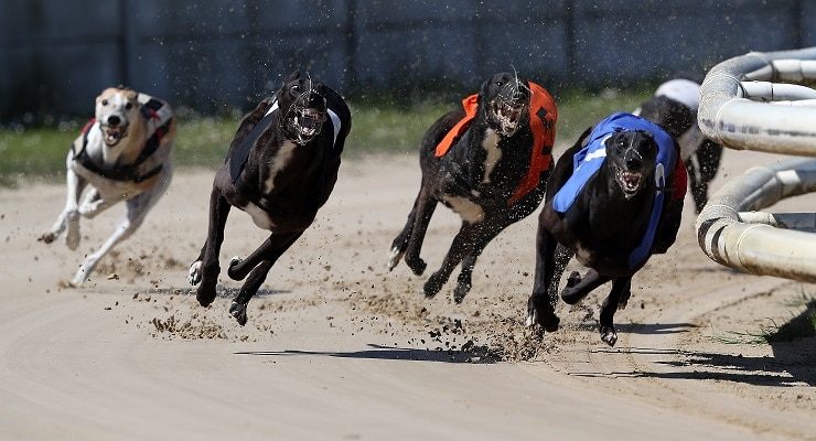 Greyhound Racing: Fast-Paced Betting Action